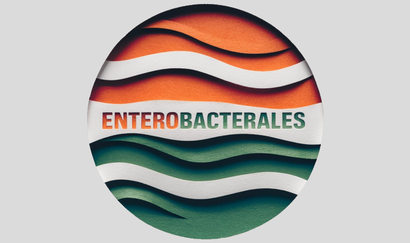 Энтеробактерии (порядок Enterobacterales)